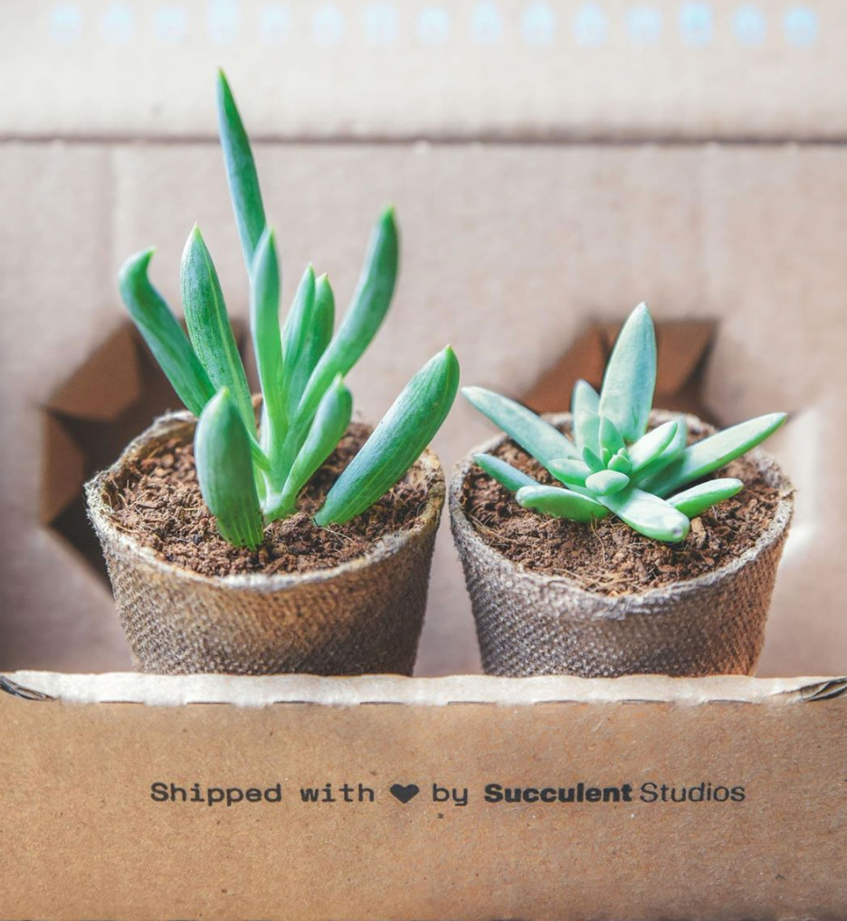 Succulent Id Cards